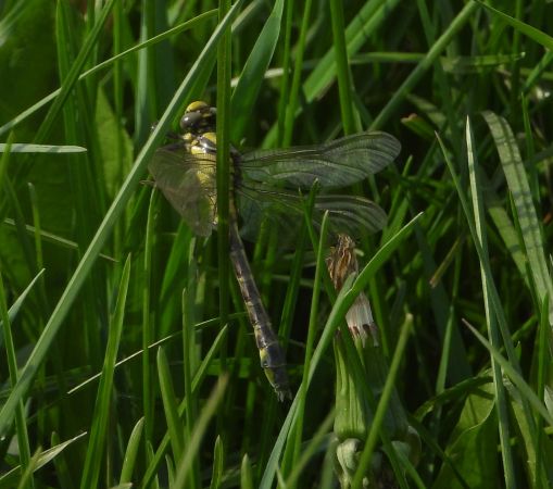 gadziogłówka pospolita  - Wojciech Łapiński