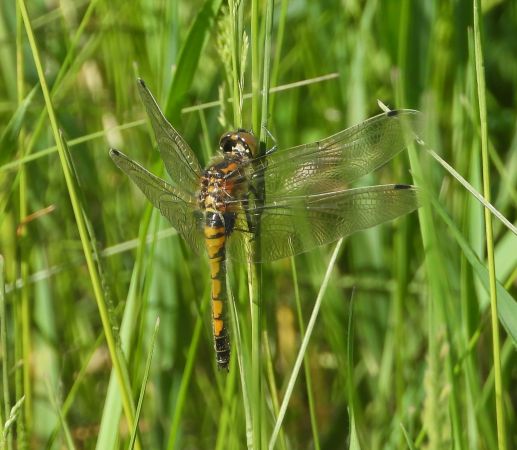 zalotka większa  - Wojciech Łapiński