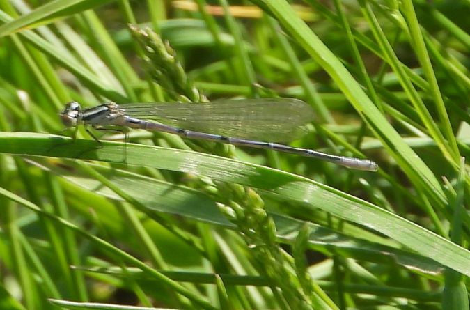 łątka dzieweczka  - Wojciech Łapiński