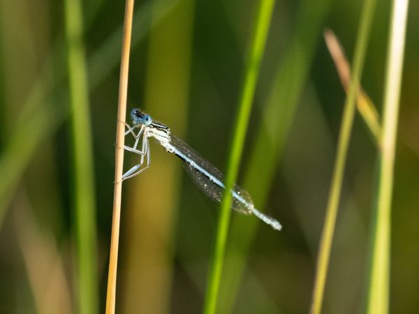 pióronóg zwykły  - Katarzyna Matusik