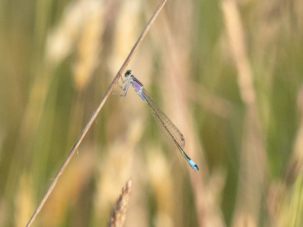 Große Pechlibelle  - Katarzyna Matusik