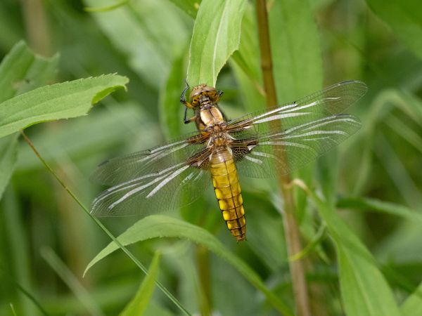 ważka płaskobrzucha  - Katarzyna Matusik