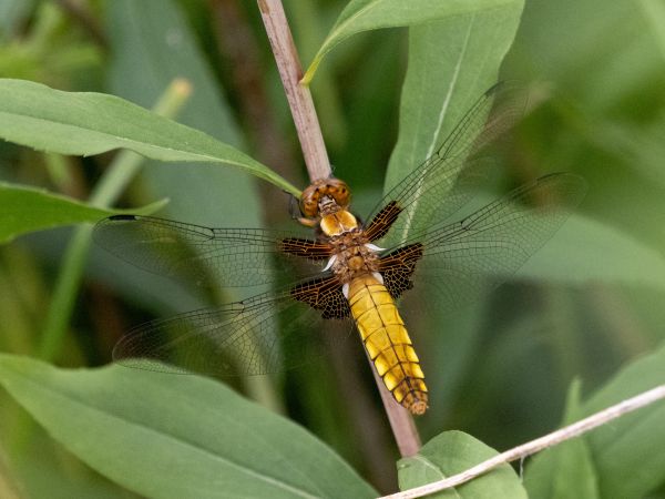 Plattbauch  - Katarzyna Matusik