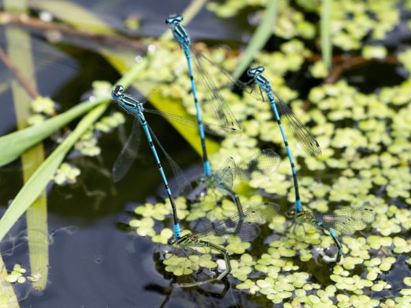 łątka dzieweczka  - Katarzyna Matusik