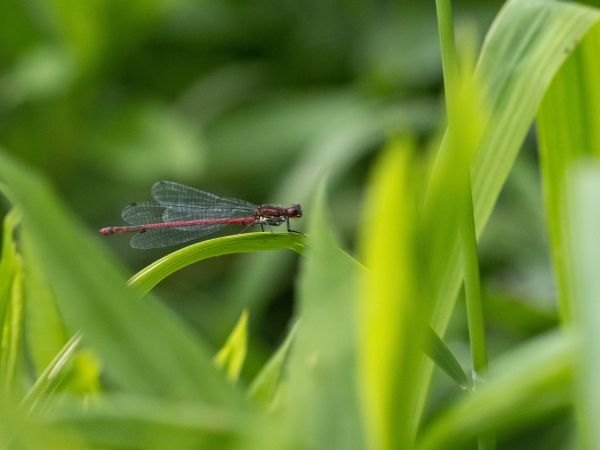 łunica czerwona  - Katarzyna Matusik