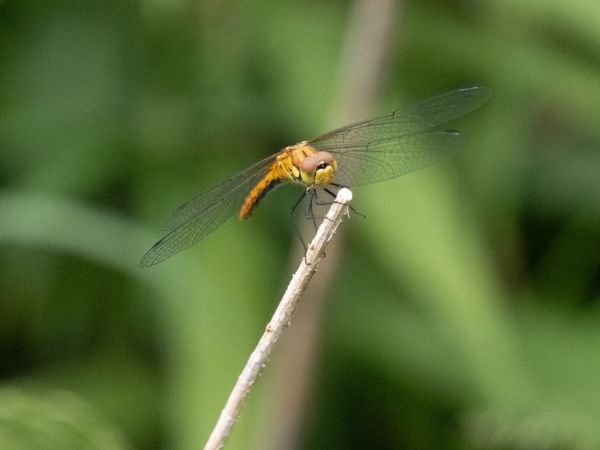 szablak krwisty  - Katarzyna Matusik