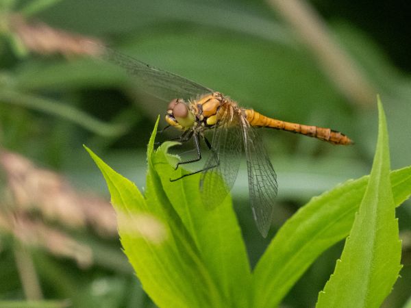 Blutrote Heidelibelle  - Katarzyna Matusik