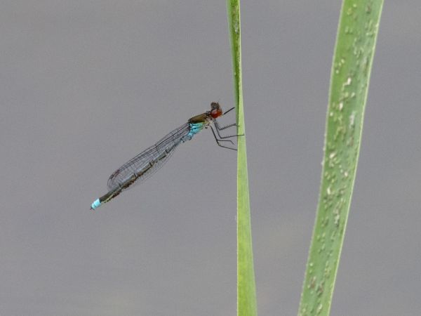 oczobarwnica większa  - Katarzyna Matusik