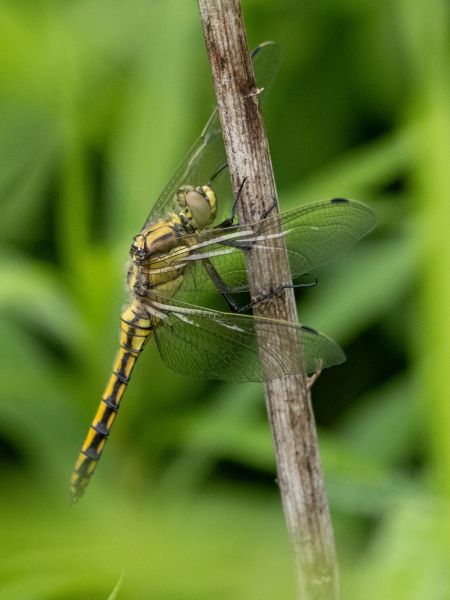 lecicha pospolita  - Katarzyna Matusik