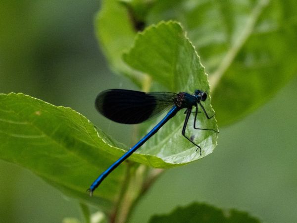świtezianka błyszcząca  - Katarzyna Matusik