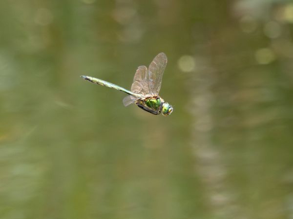 miedziopierś metaliczna  - Katarzyna Matusik