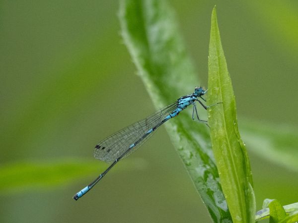 łątka wczesna  - Katarzyna Matusik