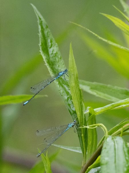 łątka wczesna  - Katarzyna Matusik