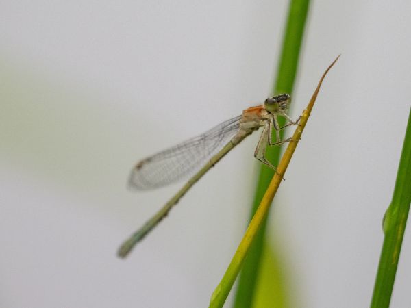 tężnica wytworna  - Katarzyna Matusik