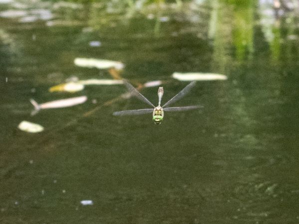 szklarka zielona  - Katarzyna Matusik