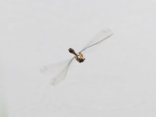 szklarka zielona  - Katarzyna Matusik