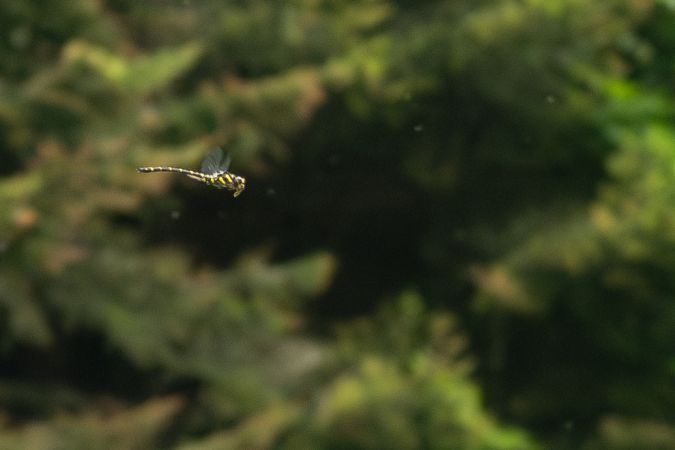 szklarnik górski  - Katarzyna Matusik