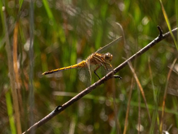lecicha mała  - Katarzyna Matusik