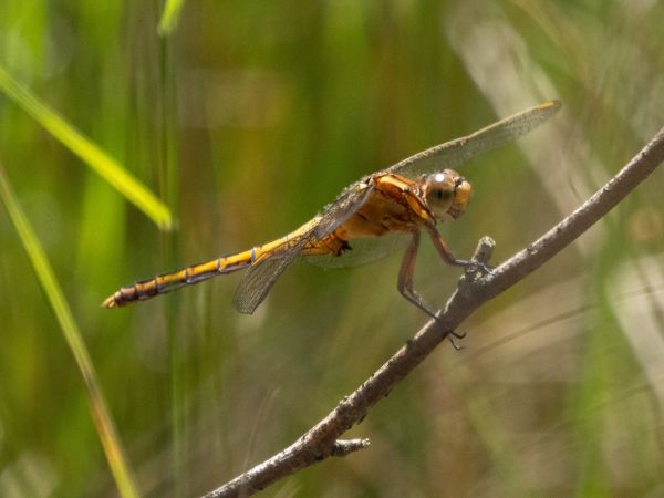 lecicha mała  - Katarzyna Matusik