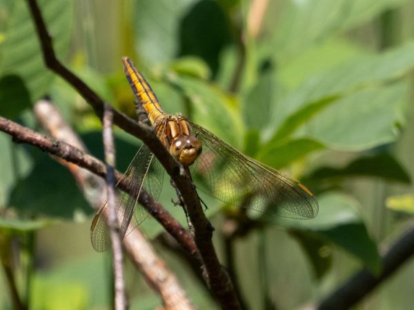 lecicha mała  - Katarzyna Matusik