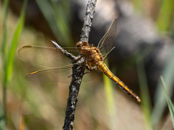 lecicha mała  - Katarzyna Matusik