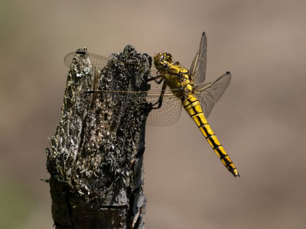 lecicha pospolita  - Katarzyna Matusik