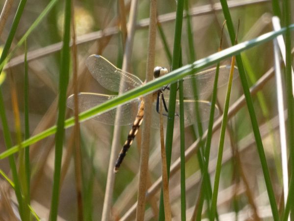 Östlicher Blaupfeil  - Katarzyna Matusik