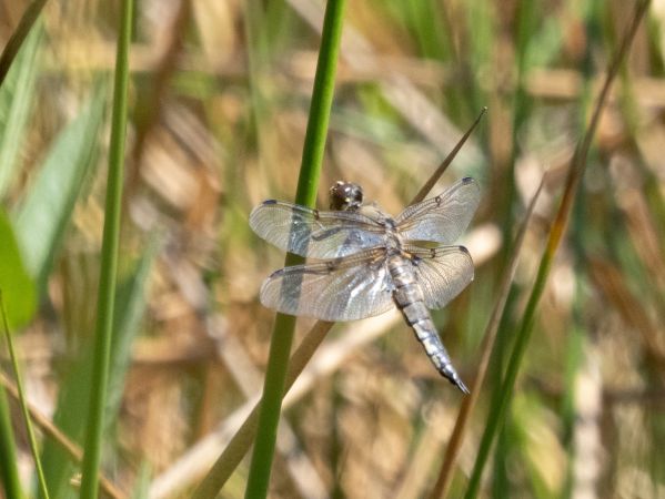 ważka czteroplama  - Katarzyna Matusik