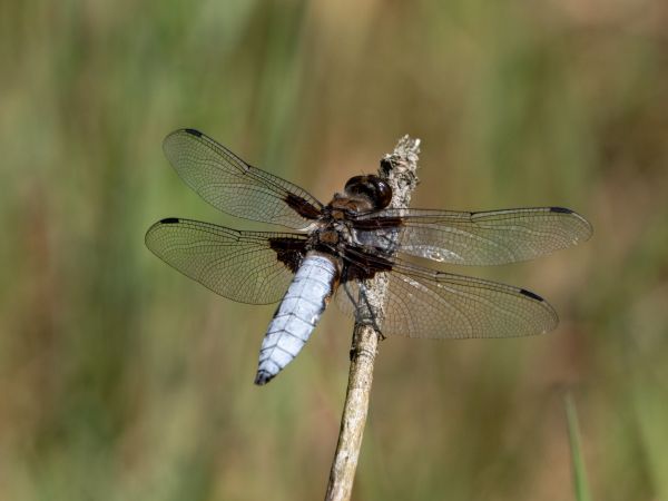 Plattbauch  - Katarzyna Matusik