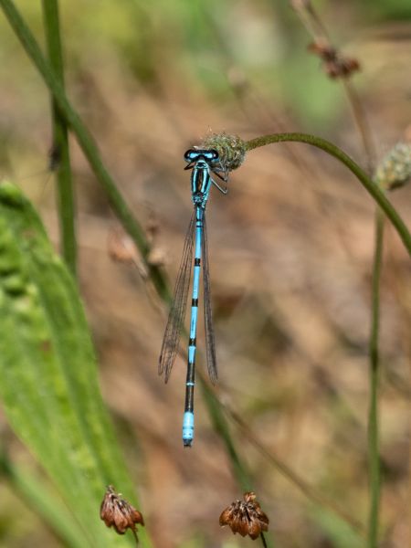 łątka dzieweczka  - Katarzyna Matusik