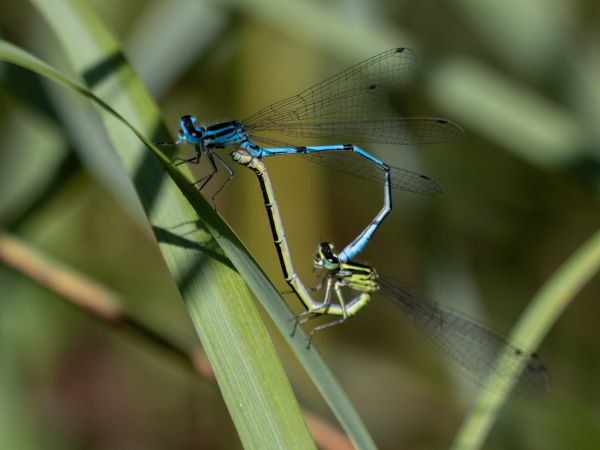 Hufeisen-Azurjungfer  - Katarzyna Matusik