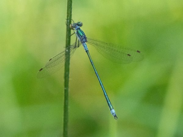 pałątka pospolita  - Katarzyna Matusik