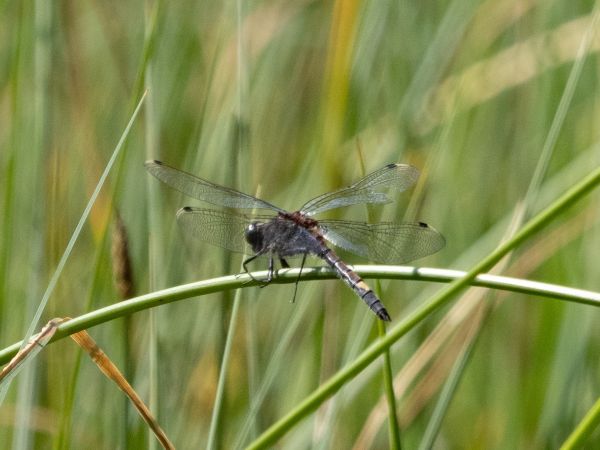 zalotka większa  - Katarzyna Matusik