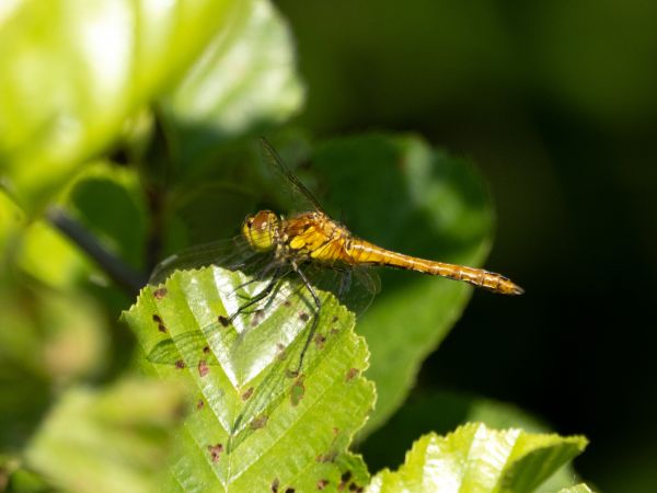 szablak krwisty  - Katarzyna Matusik