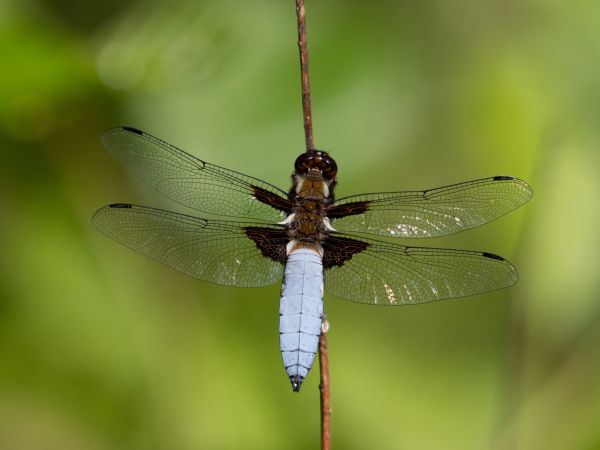 ważka płaskobrzucha  - Katarzyna Matusik