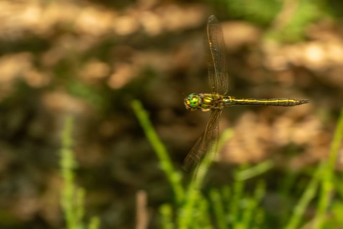 miedziopierś metaliczna  - Katarzyna Matusik