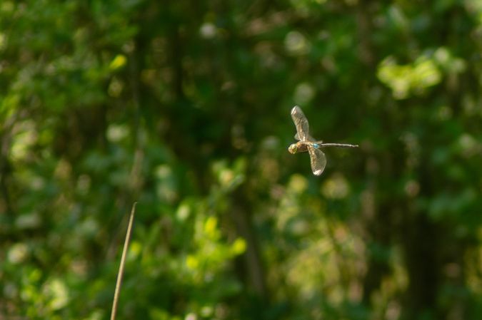 husarz ciemny  - Katarzyna Matusik