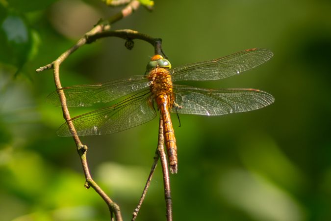 Keilfleck-Mosaikjungfer  - Katarzyna Matusik