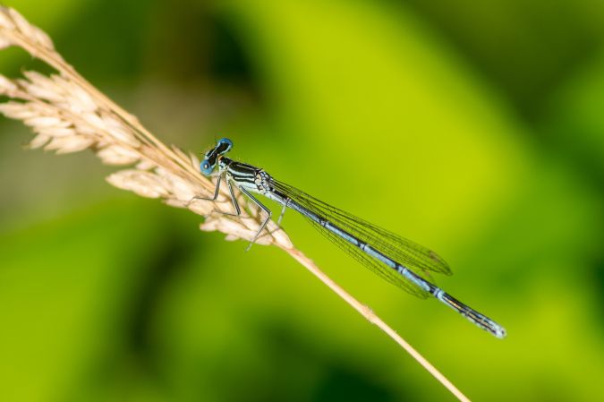 pióronóg zwykły  - Katarzyna Matusik