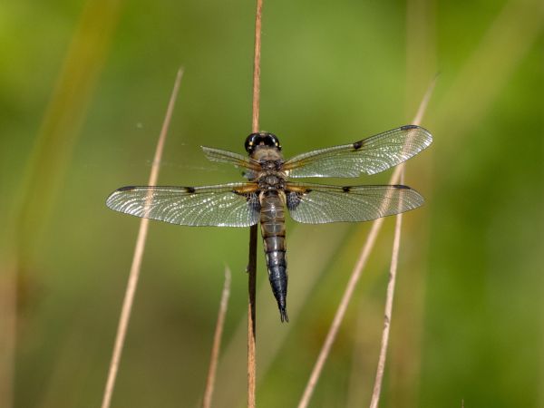 ważka czteroplama  - Katarzyna Matusik