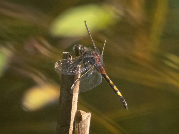 Große Moosjungfer  - Katarzyna Matusik