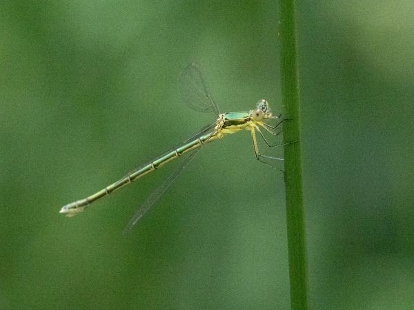 pałątka mała  - Katarzyna Matusik