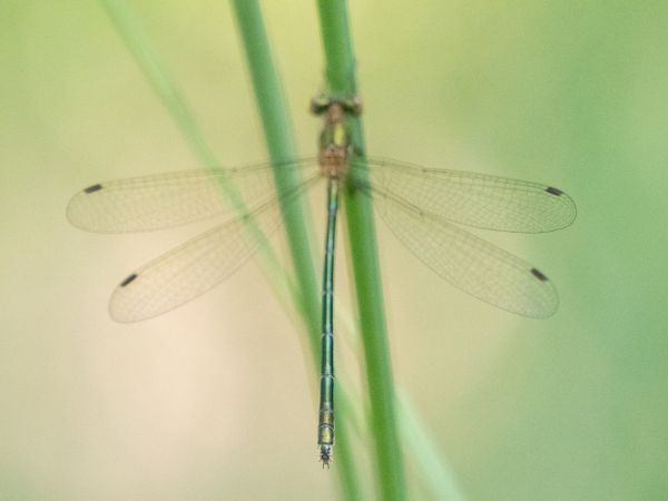 pałątka niebieskooka  - Katarzyna Matusik