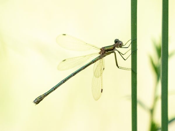 pałątka niebieskooka  - Katarzyna Matusik
