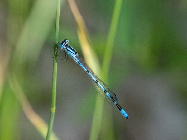 nimfa stawowa  - Katarzyna Matusik