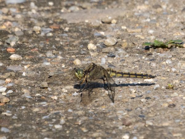 lecicha pospolita  - Katarzyna Matusik