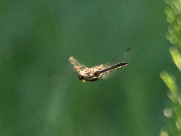 miedziopierś żółtoplama  - Katarzyna Matusik