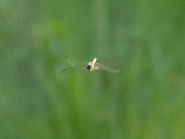 miedziopierś żółtoplama  - Katarzyna Matusik