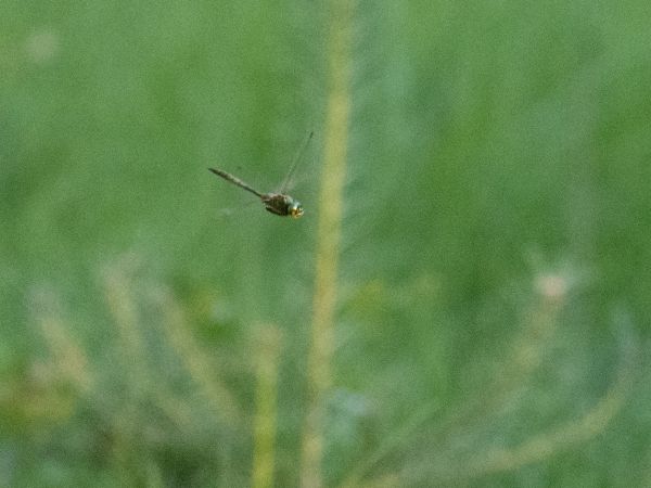 miedziopierś żółtoplama  - Katarzyna Matusik