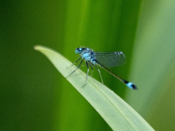 tężnica wytworna  - Katarzyna Matusik